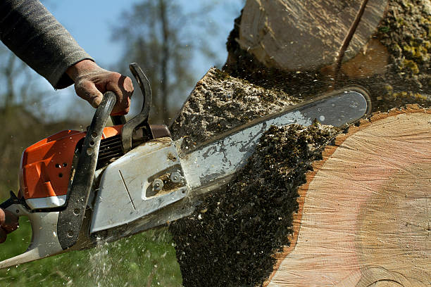 Residential Tree Removal in Tappahannock, VA